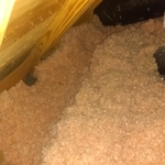 Raccoon activity in attic