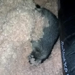 Dead raccoon removal