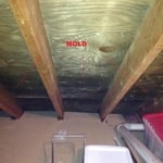 Growth on attic sheathing.