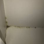 Indoor mold