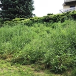 Tall grass and overgrown shubbery