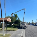 Tree trimming