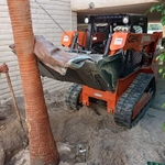 Planting palm tree