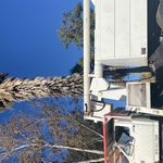 Palm tree trimming