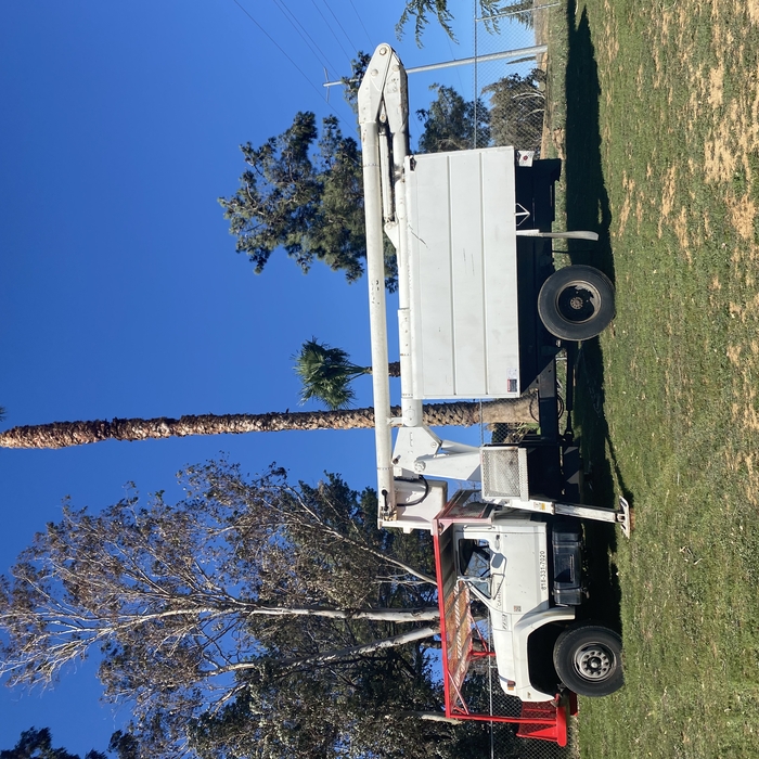 Palm tree trimming
