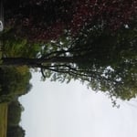 Maple