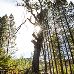 Black Oak Removal