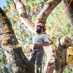 Black Oak Removal