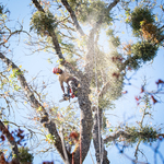 Black Oak Removal