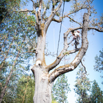 Black Oak Removal