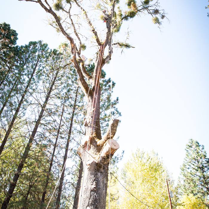 Black Oak Removal
