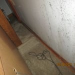 Mold discovered behind bed