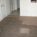 Carpet in process of cleaning