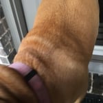 Teaching the fur babies how to use the door.