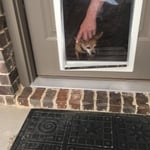 Little fur baby still want to knock to go out.