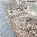 Front lawn after a hard winter