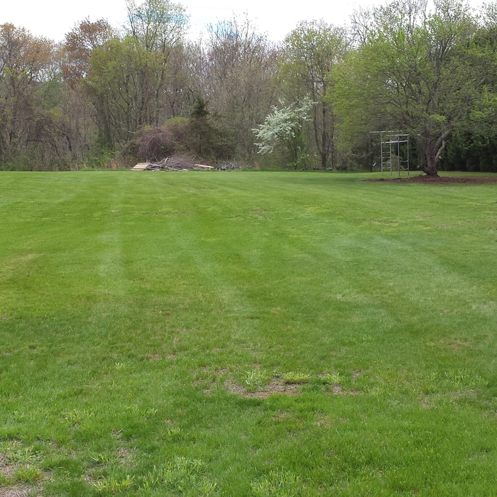 Finished lawn