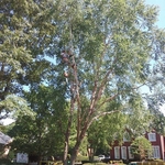 Tree Removal