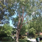 Tree Removal