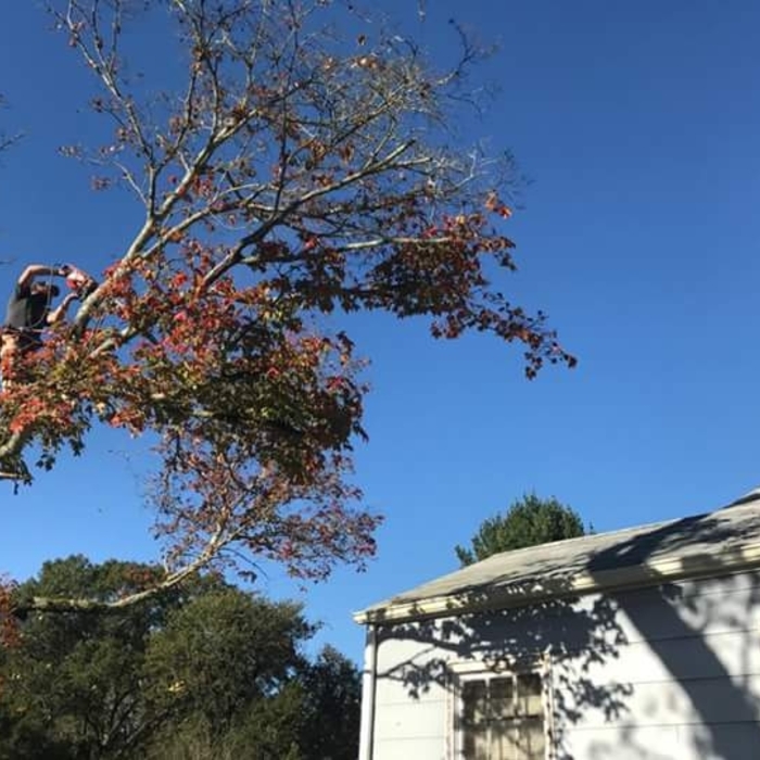 Partially dead Maple Tree