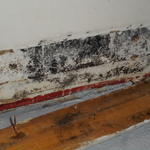 mold