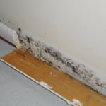 mold inspection