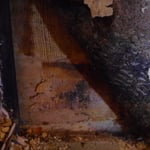 mold inspection