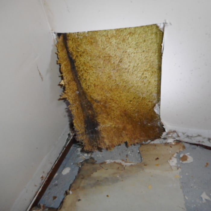 mold inspection