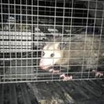 possum in the attic
