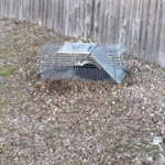skunk under deck