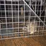 rat in attic