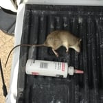 dead rat removed from kitchen