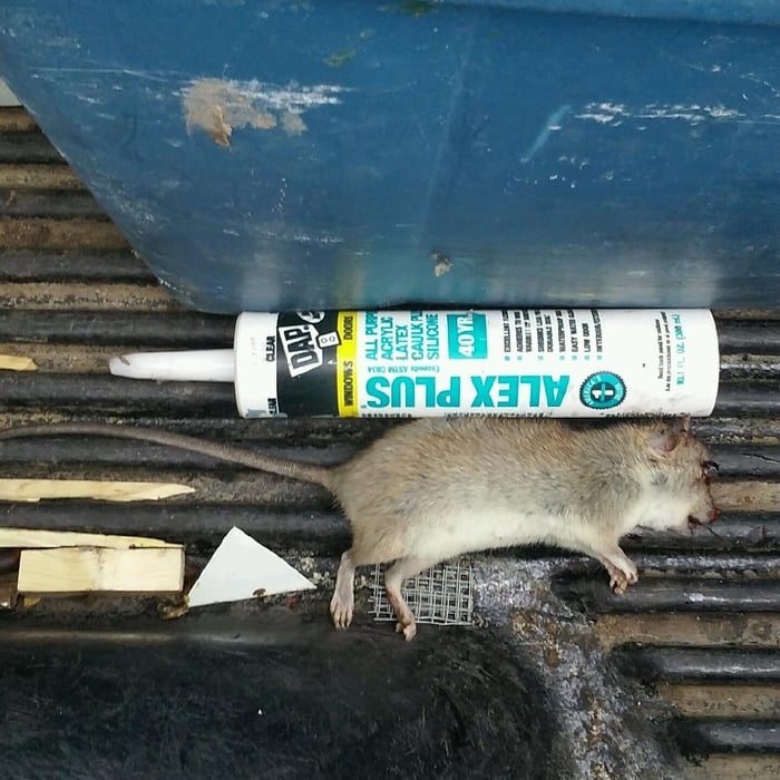 another rat in the house
