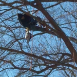 Tree work