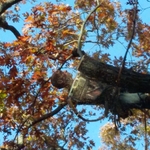 Tree work