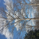 Tree work