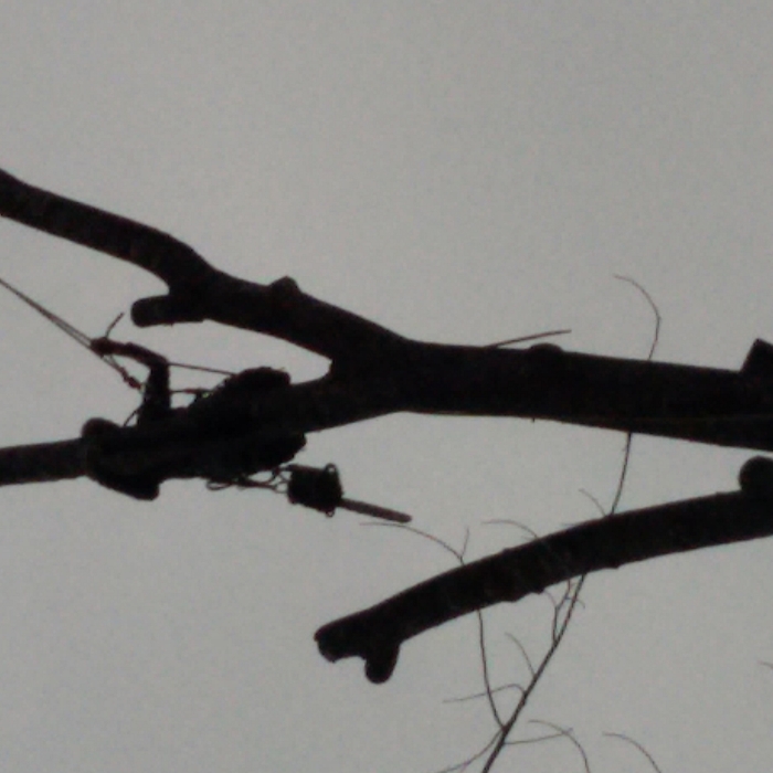 Poplar take down