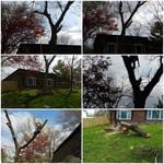 Tree removal