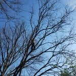 Limb Removal