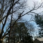 Limb Removal