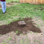Customers front yard before stump removal