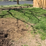 Customers front yard after stump removal
