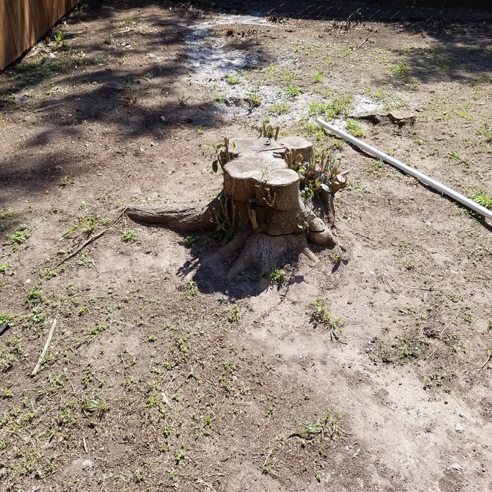 big stump - one of several