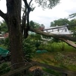 Furry's Tree Services