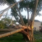 Furry's Tree Services