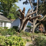 Oak removal & re-sod