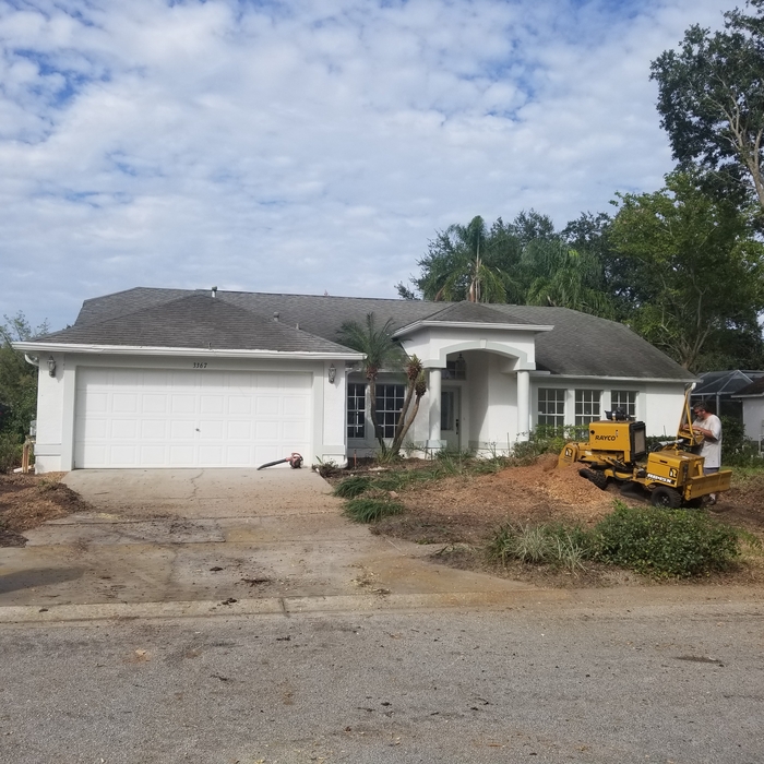 Oak removal & re-sod