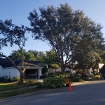 Oak removal progression Day 2