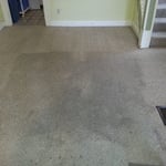 stain carpet