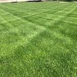 Healthy Vista Turf